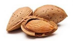 فروش مغز بادام