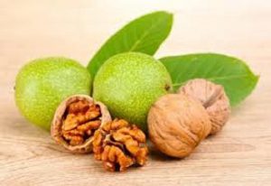 خرید گردو تازه