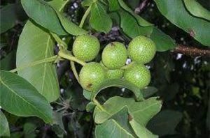 خرید گردو پوست سبز