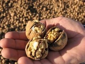 قیمت گردو پوست کاغذی