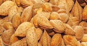 فروش بادام درختی