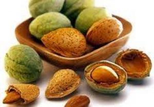 فروش بادام درختی