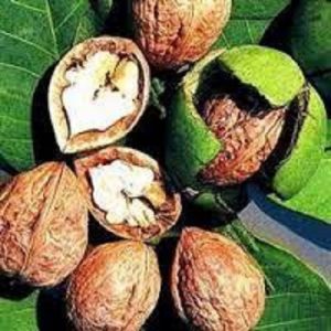 قیمت گردو پوست کاغذی