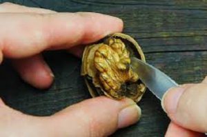 خرید گردو سوزنی