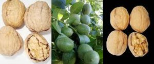 قیمت گردو کاغذی