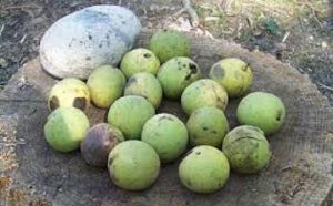 قیمت گردو تازه