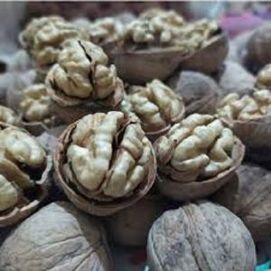 فروش گردو کاغذی