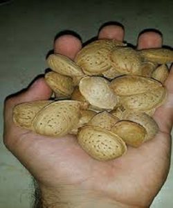 فروش بادام با پوست