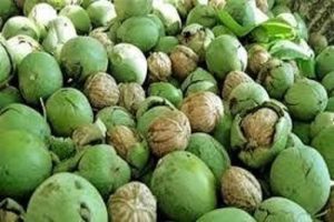 گردو پوست سبز