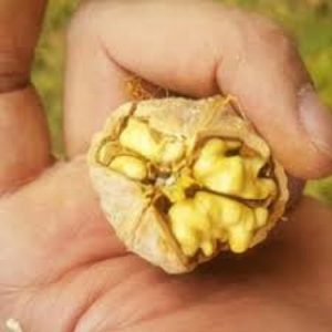 خرید گردو کاغذی