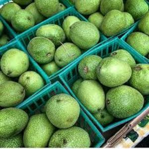 فروش گردو تازه