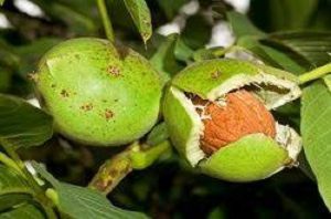 فروش گردو تازه