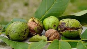 خرید گردو سبز