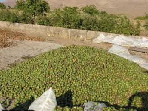 گردو سبز