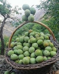 خرید گردو سبز