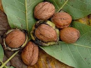 قیمت گردو خشک