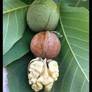 خرید گردو سبز