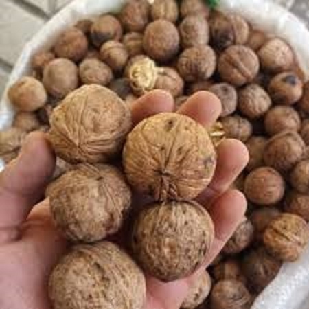 گردو فسنجانی