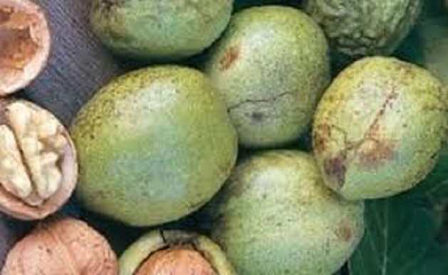 فروش گردو پوست سبز