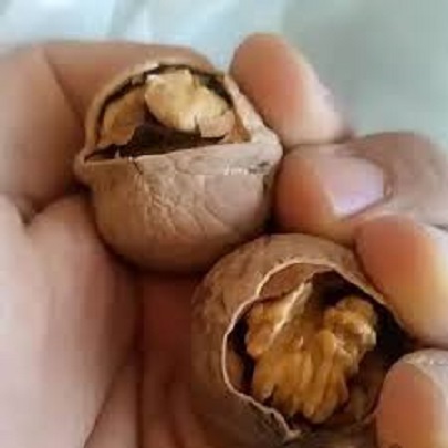 گردو کاغذی تویسرکان