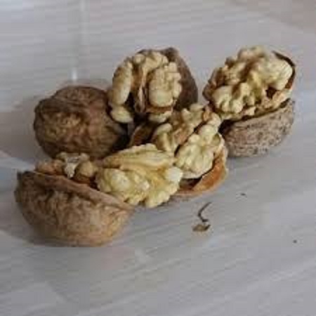 گردو کاغذی تویسرکان