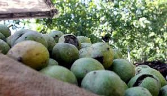 گردو کاغذی تویسرکان