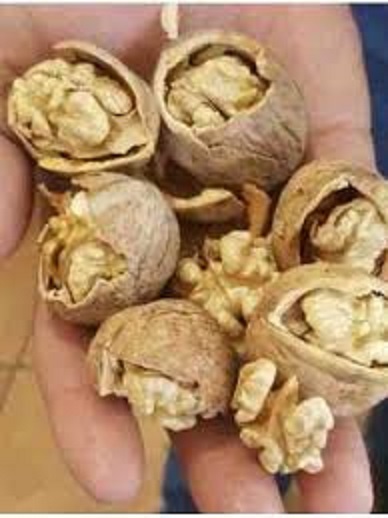 قیمت گردو تویسرکان همدان