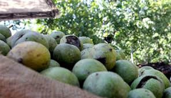 گردو تویسرکان