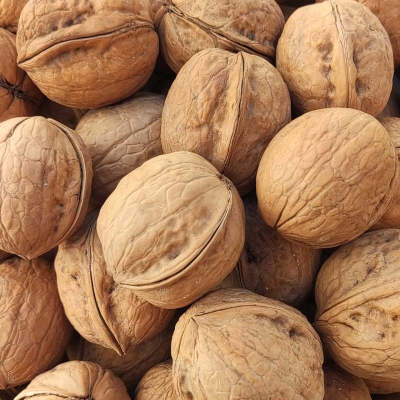 فروش گردو ایرانی