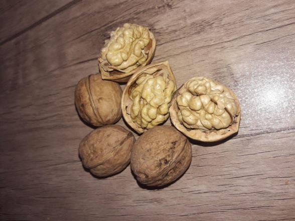 خرید گردو ایرانی