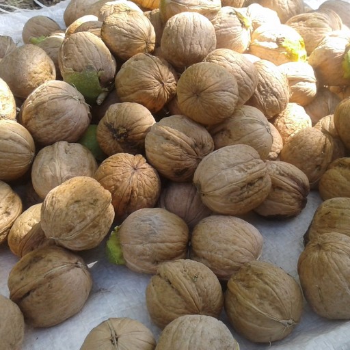 قیمت گردو امسال