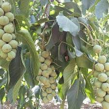 قیمت گردو ۱۴۰۱