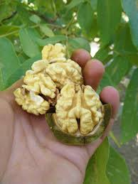 قیمت گردو پوست نازک