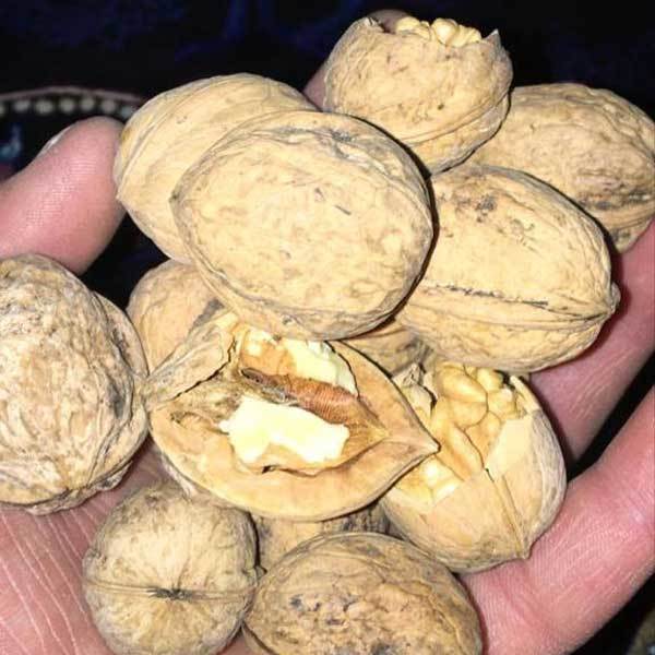 خرید گردو ایرانی